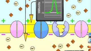 Neuron Structure and Function [upl. by Amilah]