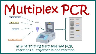 Multiplex PCR [upl. by Naitsihc]