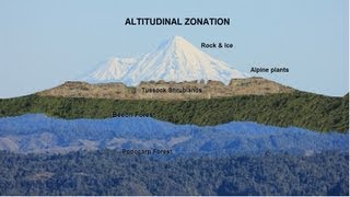 Why does vegetation size decrease with altitude [upl. by Daahsar]