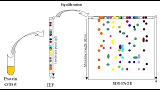 TWO DIMENSIONAL GEL ELECTROPHORESIS [upl. by Amalburga]