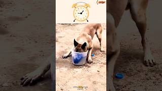 🦮📣🦮Belgian malinois dog germanshepherd pubg doglover chó becgie [upl. by Shaddock]