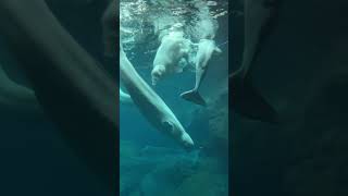 Cold Water Quest’s Beluga Whale Tank At Georgia Aquarium [upl. by Gorden970]