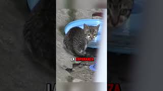 Este gato no sabía que su mamá habia fallecido😭😭😭 gatos tiernos perro tierno cat gatosyperros [upl. by Yeh351]