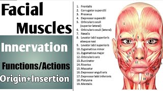 Facial Muscles Origin Insertion innervation and actions [upl. by Olivero335]