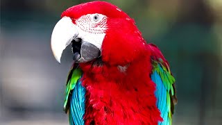 Scarlet macaw Natural sounds [upl. by Hey]