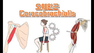 오훼완근부리위팔근Coracobrachialis 완전정복 [upl. by Martica657]