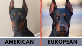 American Doberman vs European Doberman Difference [upl. by Atterual985]