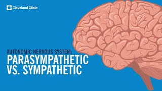 The Autonomic Nervous System Sympathetic vs Parasympathetic Explained [upl. by Rahsab]