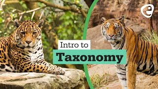 Introduction to Taxonomy [upl. by Kiryt]