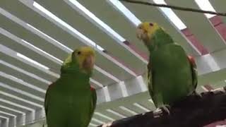 LOROS LIBRES CANTANDO  SIN JAULA [upl. by Ailemac]