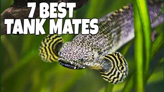 7 Most Suitable Tank Mates For Bichir Fish [upl. by Faulkner]