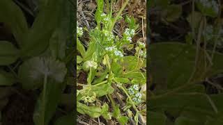 La Mâche  Plante Potagère Médicinale  Lambs Lettuce Medicinal Vegetable Plant [upl. by Celik]