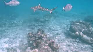 Snorkelling at Reethi Beach Resort June 2024 [upl. by Anehta599]