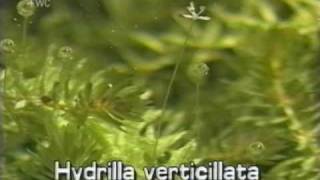 hydrilla Hydrilla verticillata [upl. by Taite]