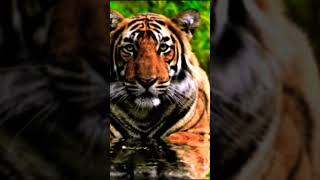 WILD ANIMAL VIDEO [upl. by Crane]