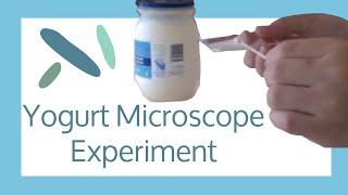 Yogurt Microscope Experiment [upl. by Kahle609]