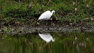 Plumed Egret at Archerfield Wetlands [upl. by Sophey]