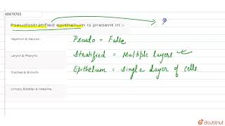 Pseudostratified epithelium is present in [upl. by Danica]