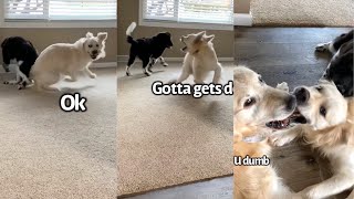 Hump Day Shenanigans  Dog Tries To Teach Puppy How To Do Super Spins [upl. by Pachton]