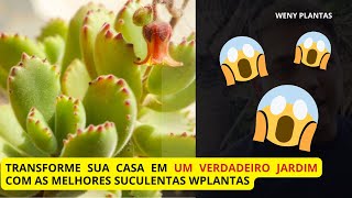 Descubra Segredos para cultivar a Cotyledon tomentosa ‘Patinhadeurso’ e deixála ainda mais linda [upl. by Gower602]