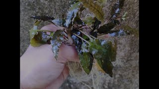 How to Grow Cryptocoryne Wendtii Brown [upl. by Assiran]