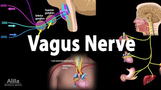 Vagus Nerve  Neuroanatomy and Functions Animation [upl. by Jerrie]