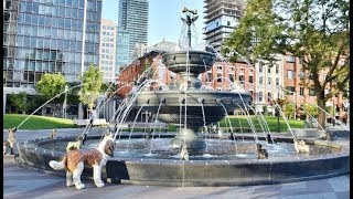 Toronto Berczy Park with Dog Fountain [upl. by Oivat]