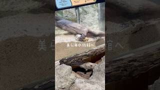 沖縄旅行 2日目 youtubeshorts 沖縄旅行 沖縄 美ら海水族館 ホテルモントレ [upl. by Siclari337]