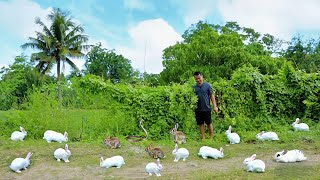 Make Millions in Rabbit Farming  Raising Hundreds of Chickens Rabbits And Ducks with Zero Expenses [upl. by Annonyw]