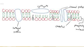 How to Draw a Phospholipid Bilayer [upl. by Trey]