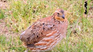 Northern Bobwhite [upl. by Novyak]