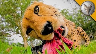 MEATING a Cheetah [upl. by Nidia350]