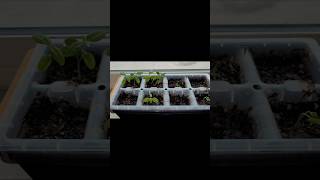 Tropical milkweed seedstarting milkweed savethemonarchs diy projects ideas experiments foryou [upl. by Geddes179]