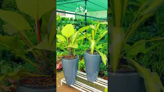 Brighten Your Yard  Beautiful Outdoor Plants for Every Season  shorts ytshorts outdoorplants [upl. by Ydnerb]