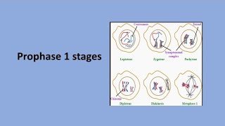 Prophase 1 Stages  Meiosis [upl. by Ardnohsed]