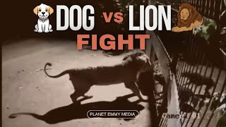 Dog vs Lion Fight😳 animals lionattitude India USA animalvideos Scary AnimalFight dogs [upl. by Viridi]