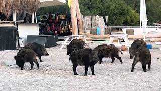 Wild Boar on The Lagoon Beach in Oludeniz [upl. by Waynant906]