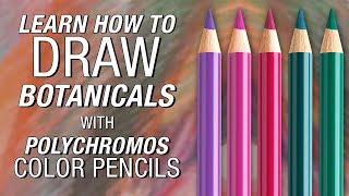 FaberCastell  Polychromos Color Pencil Demonstration [upl. by Ahsikym]