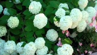 Hydrangea arborescens Annabelle  Smooth Hydrangea [upl. by Aelram]