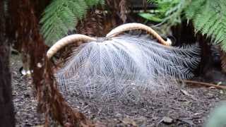 Courtship Behaviour of Superb Lyrebird Menura novaehollandiae [upl. by Shanda76]