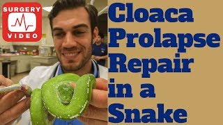 Cloacal Prolapse Repair [upl. by Alexia]