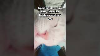 Good night too all kittens from grandma golden wave [upl. by Conlan342]