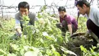 Kaifeng Jews at Kibbutz Sde Eliyahu Hebrew [upl. by Siubhan]