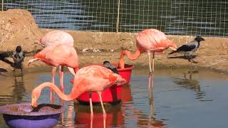 Flamingo Bird Video Enjoy podcast birds birdslover birdsounds birdstagram [upl. by Eslek]