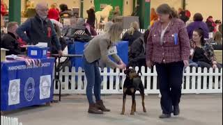 Danixaris EquinoxHubert  1st Puppy Dog germanpinscher germanpinscherpuppy dogshow [upl. by Nered]