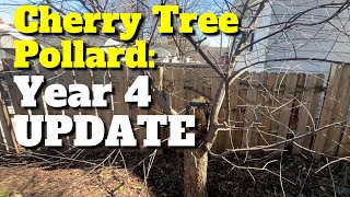 Wild Cherry Tree Pollard 4Year Update [upl. by Lederer]