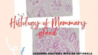 Histology of Mammary gland step by step drawing with description [upl. by Wyck]