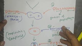 Fungi  hyphae  Aseptate and Septate mycelium  Plasmogamy karyogamy  Dikaryon stage fungi [upl. by Bendite]