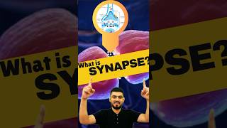 Synapse  What is Synapse  Synapse kise kahte hai  synapse biology shorts neurology [upl. by Fiske3]