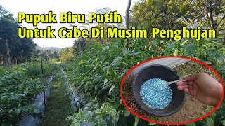 Pupuk biru putih untuk cabe di musim penghujan [upl. by Hose]